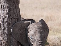 Wild Olifant 6